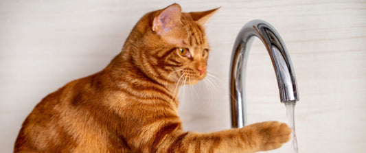 Waarom het voer- en drinkbakje van je kat niet bij elkaar moeten staan